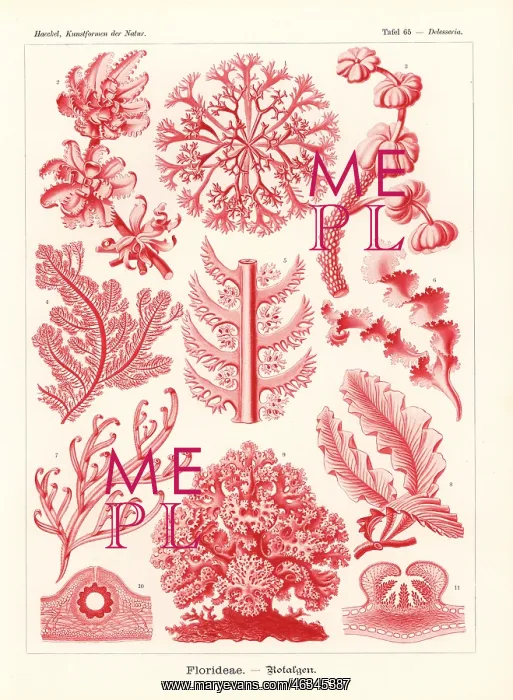 : Red algae and seaweeds or Florideae : Red algae and seaweeds or Florideae