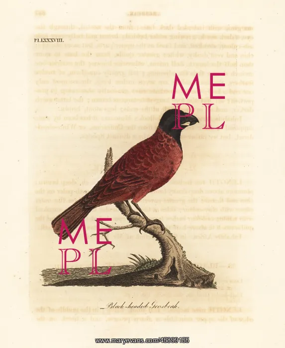 : Red-and-black grosbeak, Periporphyrus erythromelas : Red-and-black grosbeak, Periporphyrus erythromelas
