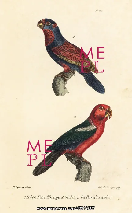: Red-and-blue lory (endangered) and Moluccan king parrot : Red-and-blue lory (endangered) and Moluccan king parrot