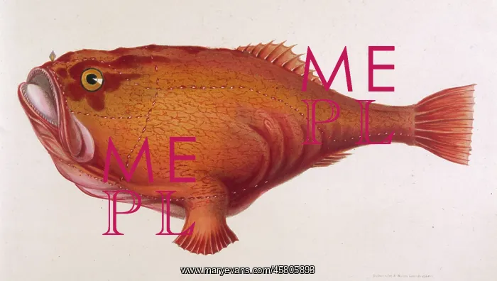  : RED ANGLER FISH / 1849