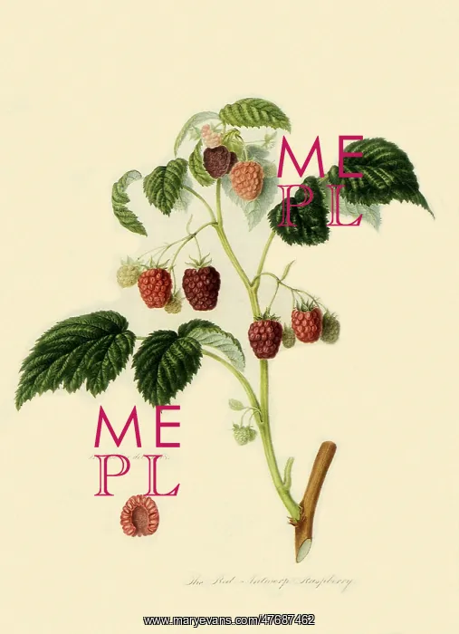  : Red Antwerp Raspberries
