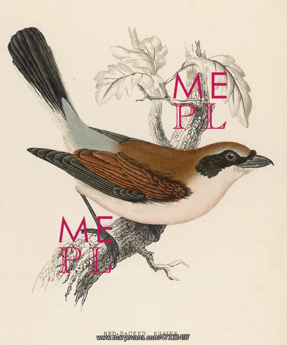  : RED-BACKED SHRIKE