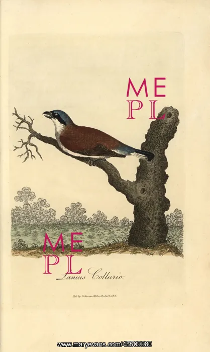 : Red-backed shrike, Lanius collurio : Red-backed shrike, Lanius collurio