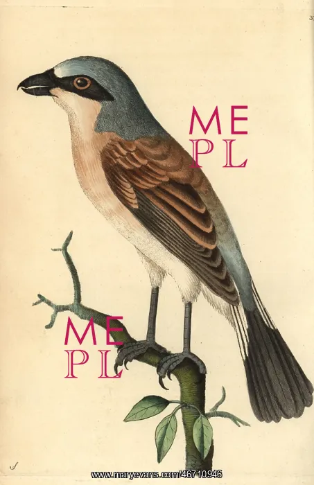 : Red-backed shrike, Lanius collurio : Red-backed shrike, Lanius collurio
