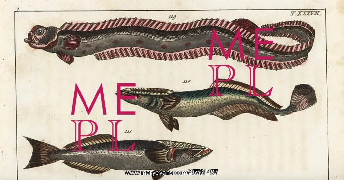 : Red band-fish, sharksucker, and remora : Red band-fish, sharksucker, and remora
