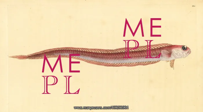 : Red bandfish, Cepola macrophthalma : Red bandfish, Cepola macrophthalma