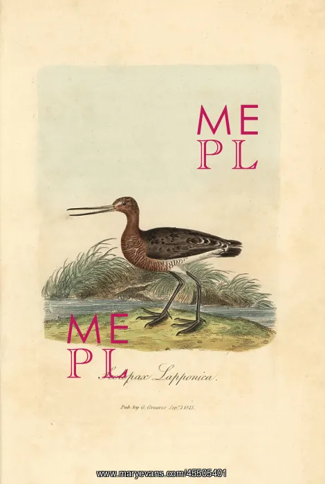 : Red or bar-tailed godwit, Limosa lapponica : Red or bar-tailed godwit, Limosa lapponica