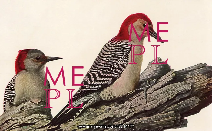  : Red-Bellied Woodpeckers