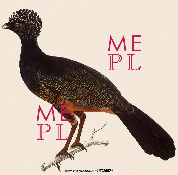 : Red-billed Curassow, Crax blumenbachii : Red-billed Curassow, Crax blumenbachii