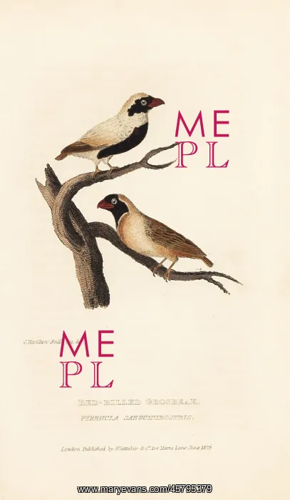 : Red-billed quelea, Quelea quelea : Red-billed quelea, Quelea quelea