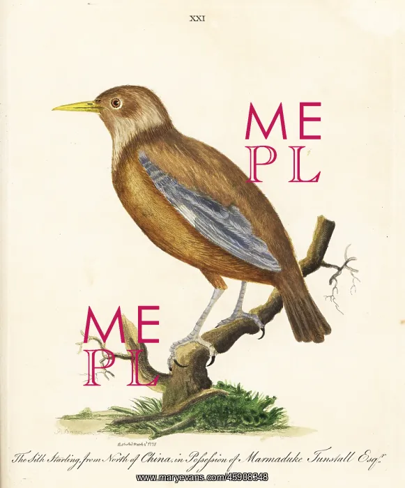 : Red-billed starling, Sturnus sericeus : Red-billed starling, Sturnus sericeus