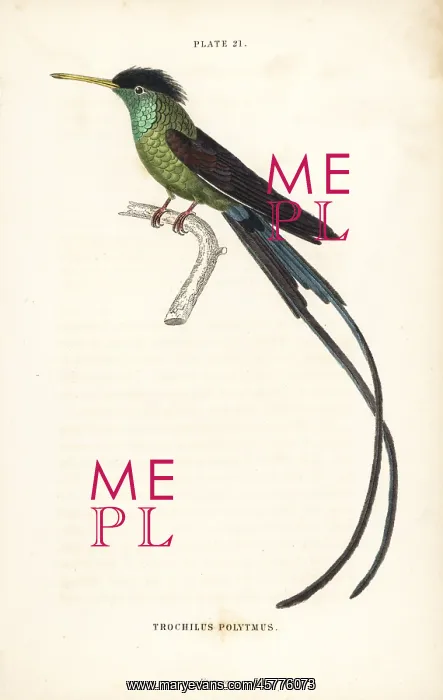 : Red-billed streamertail, Trochilus polytmus : Red-billed streamertail, Trochilus polytmus