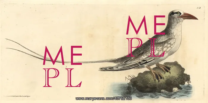 : Red-billed tropicbird, Phaethon aethereus : Red-billed tropicbird, Phaethon aethereus