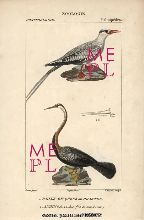 : Red-billed tropicbird, Phaethon aethereus : Red-billed tropicbird, Phaethon aethereus