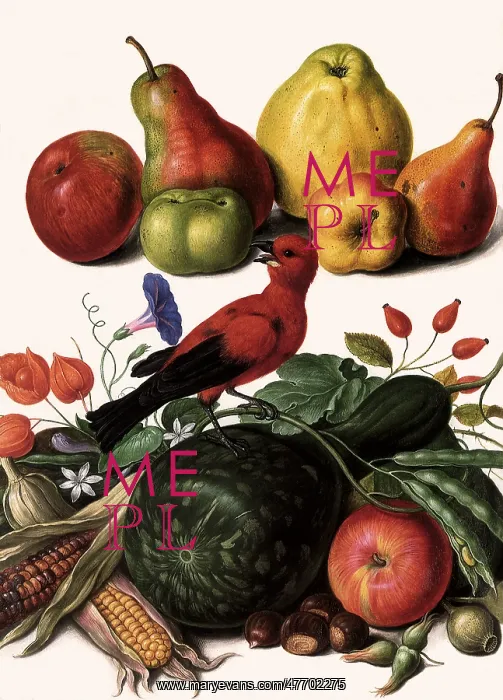  : Red Bird and Squash