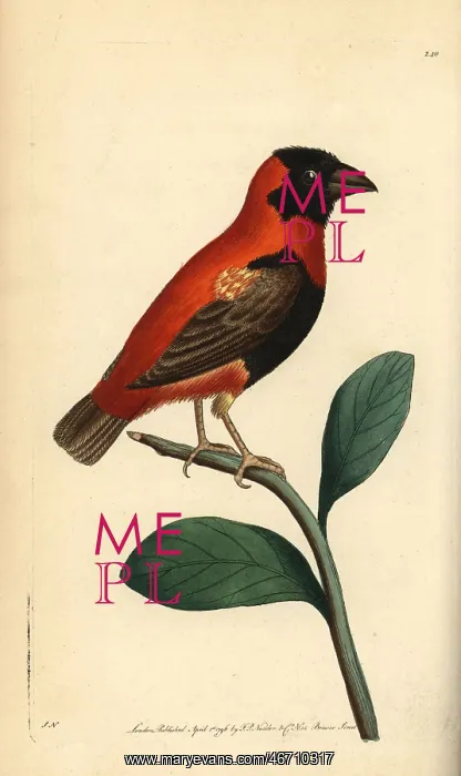 : Red bishop bird, Euplectes orix : Red bishop bird, Euplectes orix