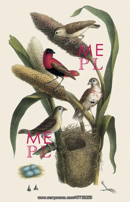 : Red Bishop, Euplectes orix franciscanus : Red Bishop, Euplectes orix franciscanus