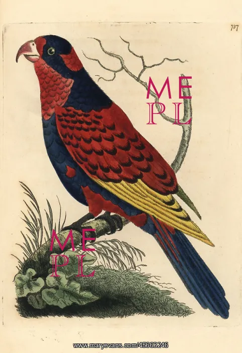  : Red and blue lory, Eos histrio Endangered