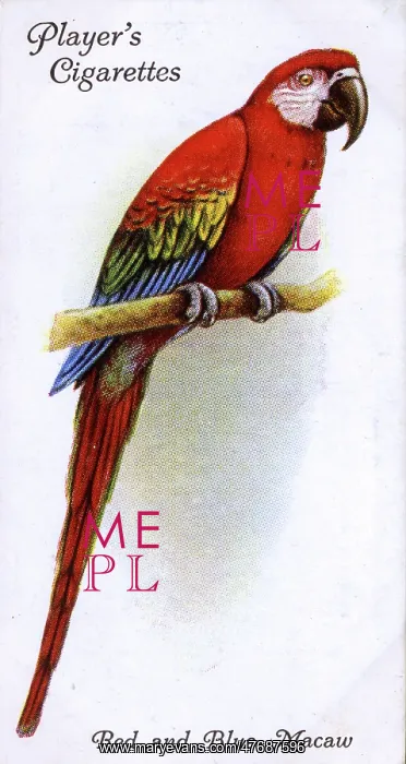  : Red and Blue Macaw