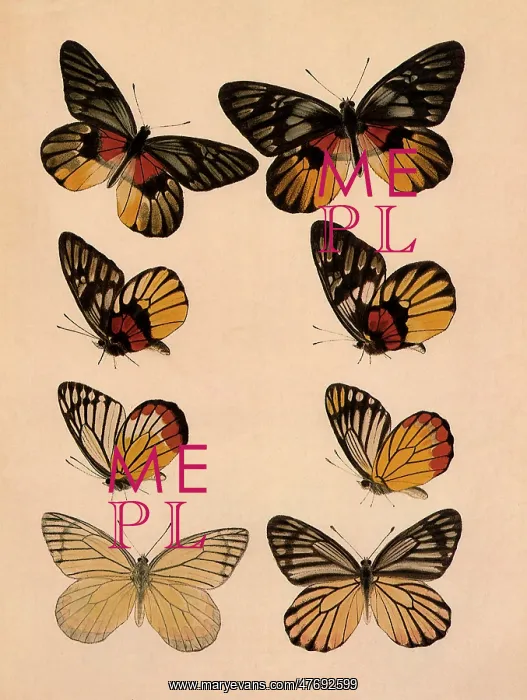 : Red-breast Jezebel Butterfly and Others : Red-breast Jezebel Butterfly and Others