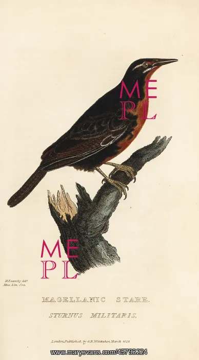 : Red-breasted blackbird, Sturnella militaris : Red-breasted blackbird, Sturnella militaris