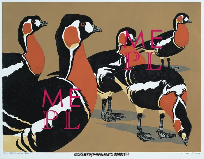 : Red-breasted Geese : Red-breasted Geese