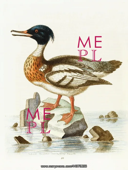  : Red-breasted goosander