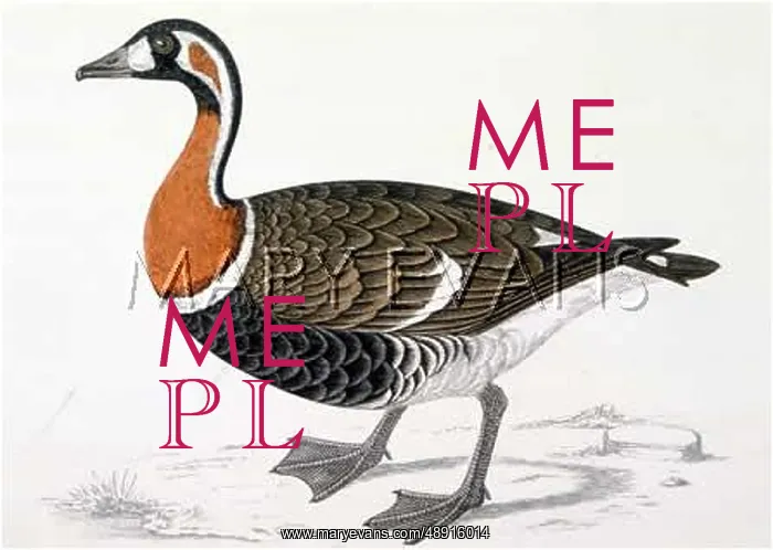 : RED BREASTED GOOSE : RED BREASTED GOOSE