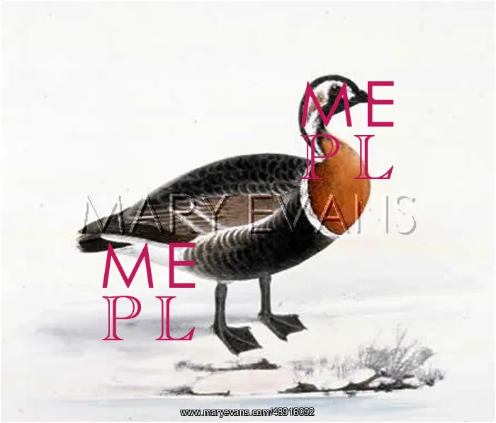  : RED-BREASTED GOOSE