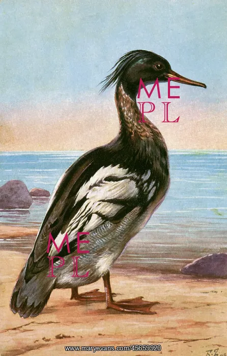 : Red-breasted Merganser : Red-breasted Merganser