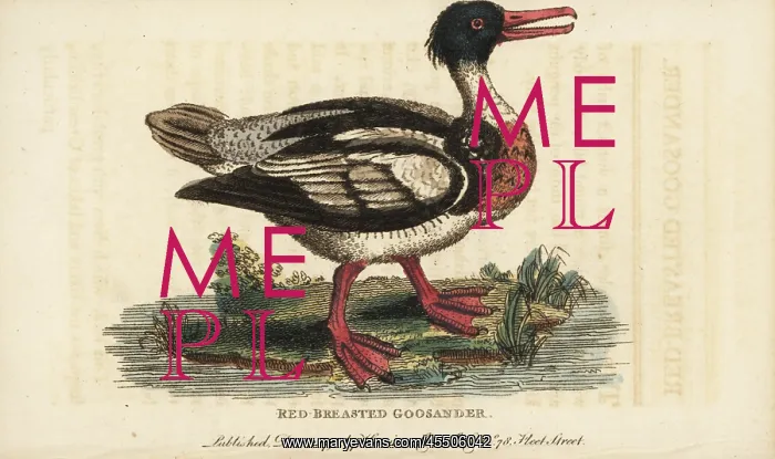: Red-breasted merganser, Mergus serrator : Red-breasted merganser, Mergus serrator
