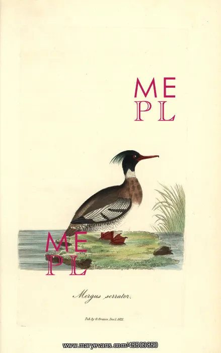 : Red-breasted merganser, Mergus serrator : Red-breasted merganser, Mergus serrator