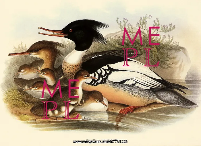 : Red-breasted Merganser, Mergus serrator : Red-breasted Merganser, Mergus serrator