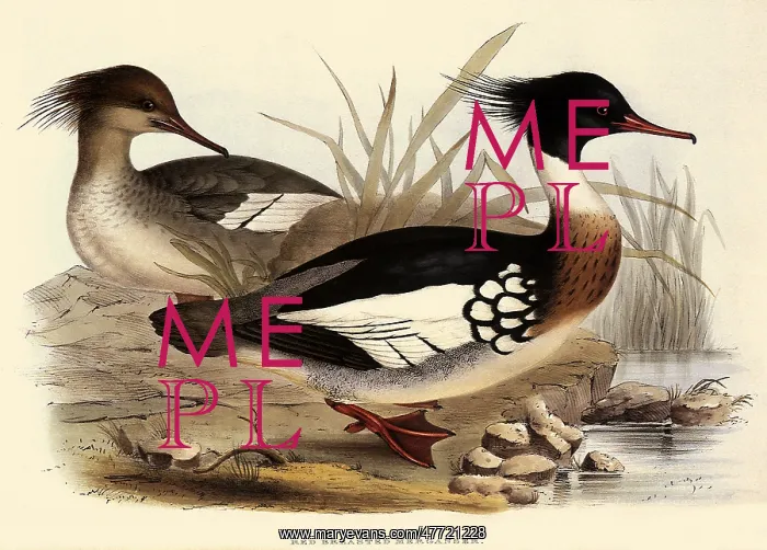 : Red-breasted Merganser, Mergus serrator : Red-breasted Merganser, Mergus serrator