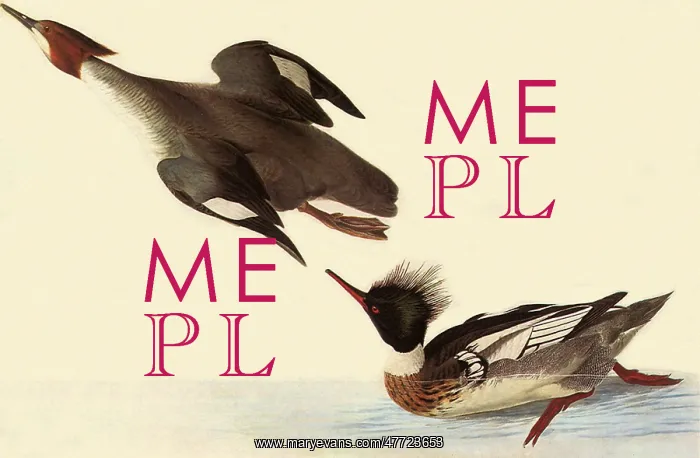 : Red-Breasted Merganser, Mergus serrator : Red-Breasted Merganser, Mergus serrator