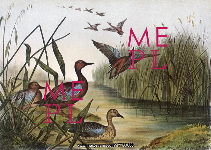  : Red-breasted Teal, Querquedula cyanoptera