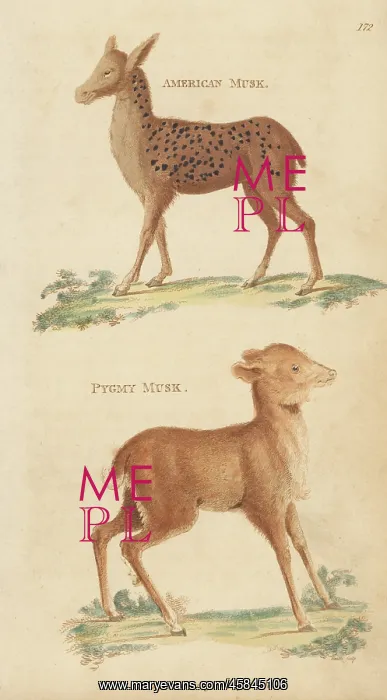  : Red brocket and Java mouse-deer