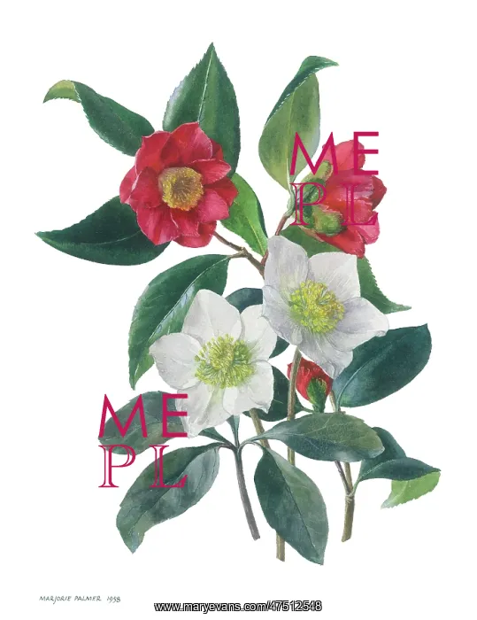  : Red Camelias and Christmas Roses