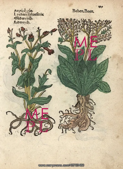 : Red campion, Silene dioica, and white behmen : Red campion, Silene dioica, and white behmen