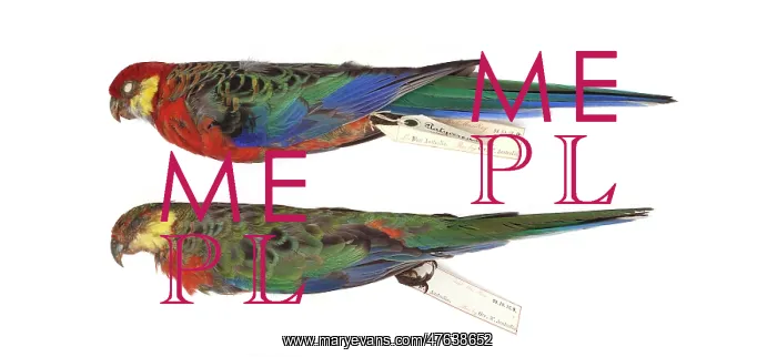: Red-capped parrot, Purpureicephalus spurius : Red-capped parrot, Purpureicephalus spurius