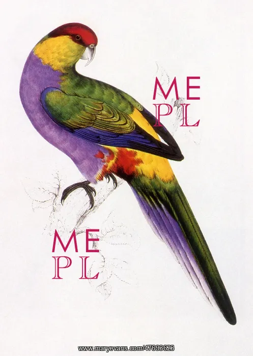  : Red-Capped Parrot, Purpureicephalus spurius