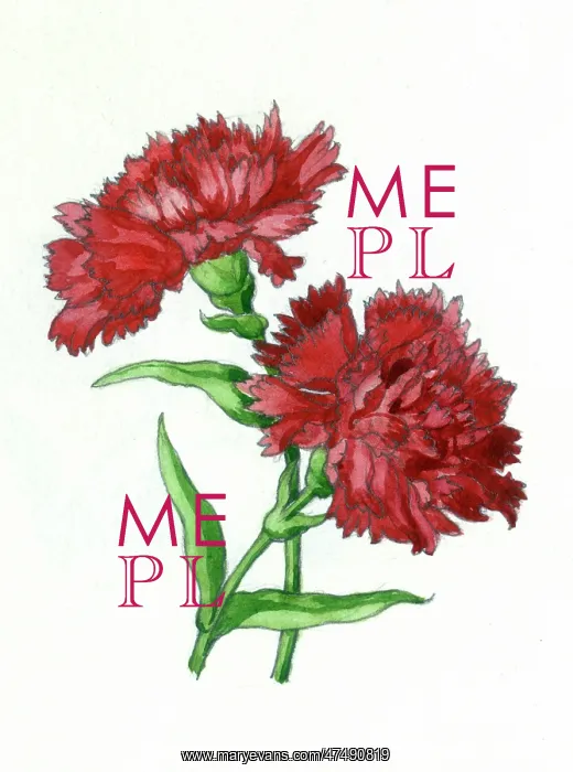  : Red Carnation