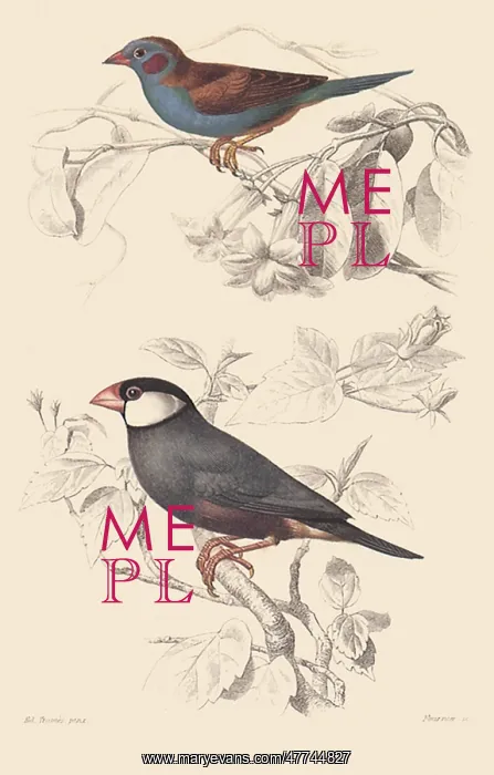 : Red-Cheeked Cordon Bleu & Java Sparrow : Red-Cheeked Cordon Bleu & Java Sparrow