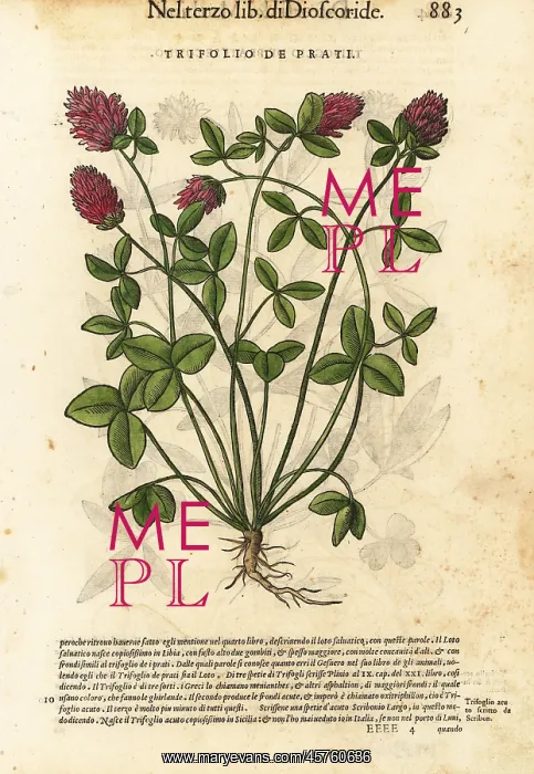 : Red clover, Trifolium pratense : Red clover, Trifolium pratense