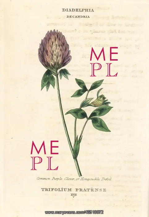 : Red clover, Trifolium pratense : Red clover, Trifolium pratense