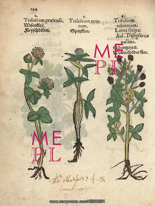 : Red clover, Trifolium pratense, mountain clover : Red clover, Trifolium pratense, mountain clover