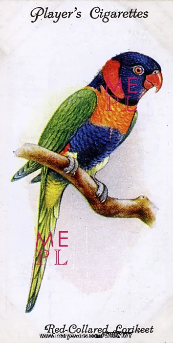  : Red-Collared Lorikeet