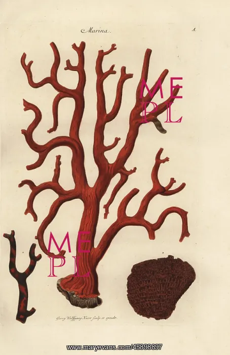 : Red coral, Corallium rubrum, and organ pipe : Red coral, Corallium rubrum, and organ pipe