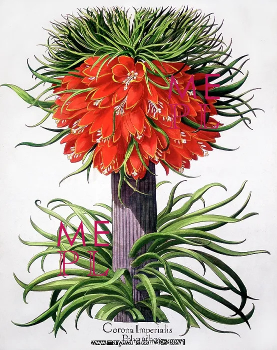 : Red Corona Imperialis Polyanthos Flower : Red Corona Imperialis Polyanthos Flower