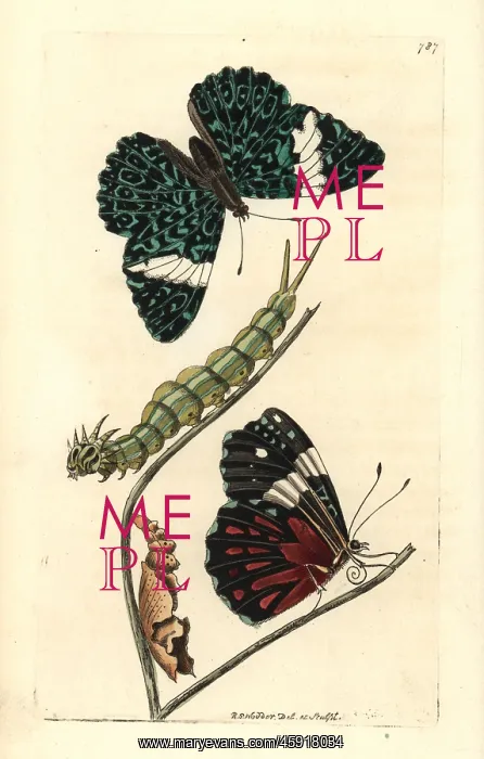 : Red cracker butterfly, Hamadryas amphinome : Red cracker butterfly, Hamadryas amphinome